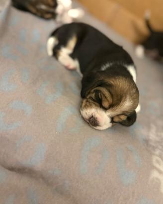 Beagle