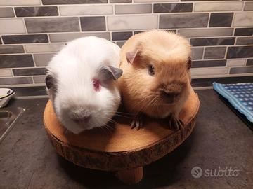 2 porcellini d'india femmine english e california