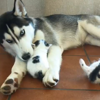 Cucciolone Siberian husky