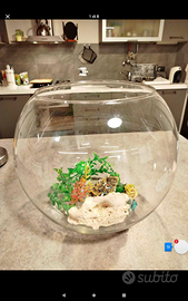 Boccia in vetro per pesci rossi completa di tutto