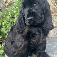 Cucciolo di cocker con pedigree