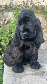 Cucciolo di cocker con pedigree