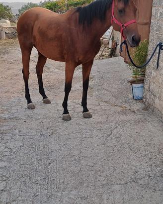 Cavalla