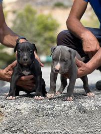 American pitbull terrier