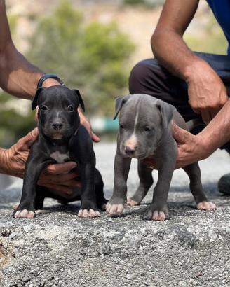 American pitbull terrier