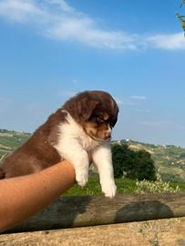 Australian shepherd cuccioli Red Tricolor