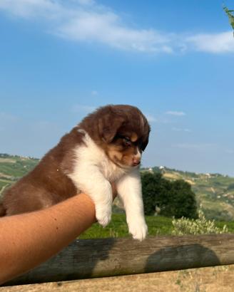 Australian shepherd cuccioli Red Tricolor