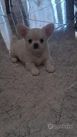 chiwawa