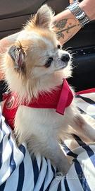 Chihuahua per monta