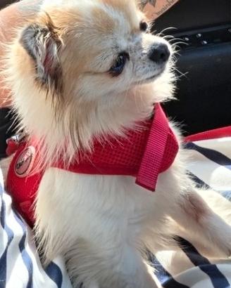 Chihuahua per monta
