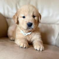 Cucciolata Golden retriever americano