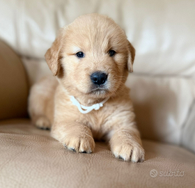 Molly Golden retriever americano