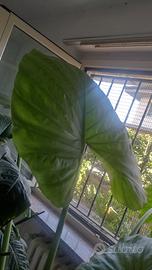 Alocasia