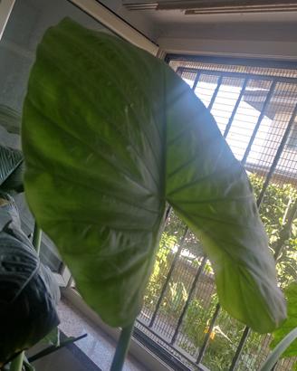 Alocasia