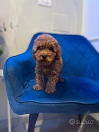 Cucciolo barboncino toy mini red brown