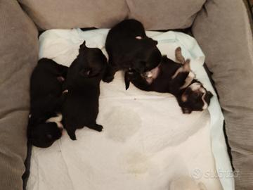Cuccioli di chihuahua con pedigree