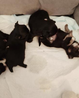 Cuccioli di chihuahua con pedigree