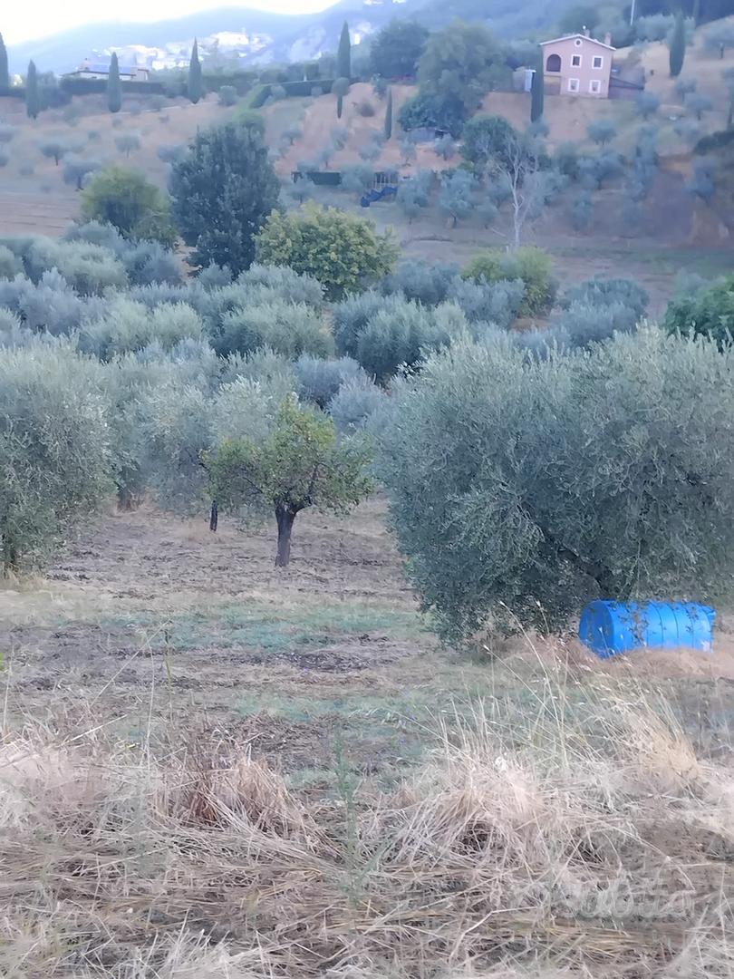 Terreno 1300 m fabricabili e 7000 agricoli - Vista 2