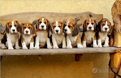 Regala un cucciolo x Natale