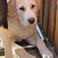 Pastori dell Asia Centrale