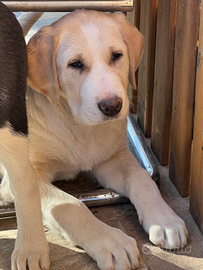 Pastori dell Asia Centrale