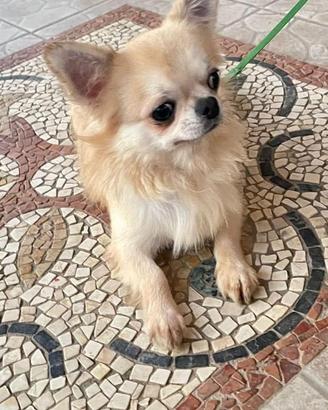 Chihuahua maschi adulti stalloni monte esterne