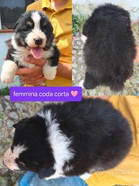 Australian shepherd pastore australiano