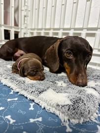 Bassotto MASCHIO E FEMMINA Pedigree CIOCCOLATO
