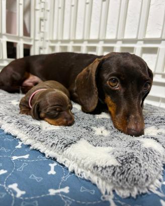 Bassotto MASCHIO E FEMMINA Pedigree CIOCCOLATO