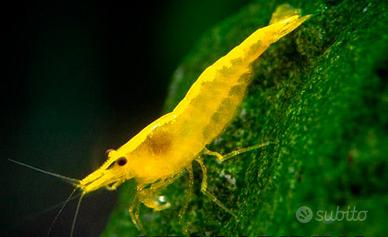 caridina orange ed altro