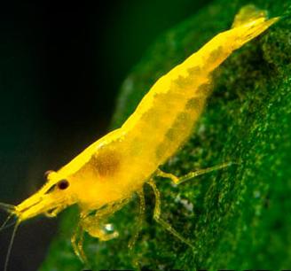 caridina orange ed altro