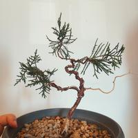 Bonsai Ginepro 