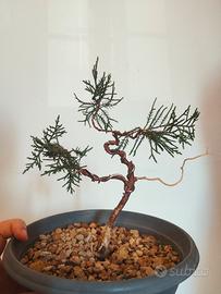 Bonsai Ginepro 
