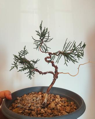 Bonsai Ginepro 