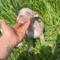 American bully pronti alla consegna