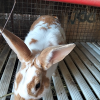 Coniglio maschio riproduttore