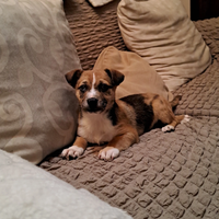 Cucciolo Jack russel