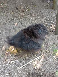 Gallo moroseta