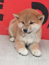 Shiba inu