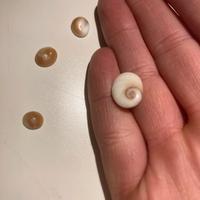 Occhi di santa Lucia