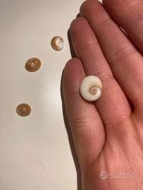 Occhi di santa Lucia