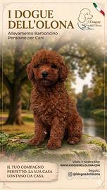 Cuccioli di Barboncino