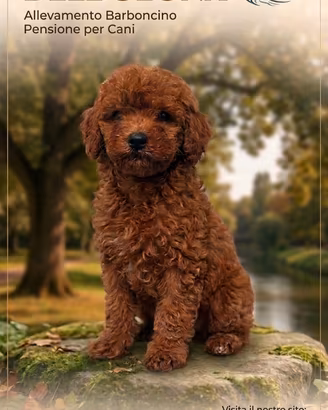 Cuccioli di Barboncino