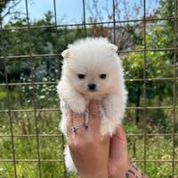 Spitz Pomerania mini toy