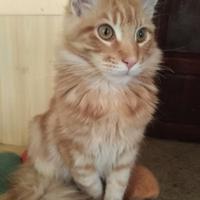 Maine Coon