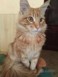 Maine Coon