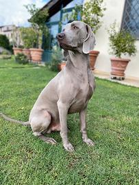Weimaraner per monta