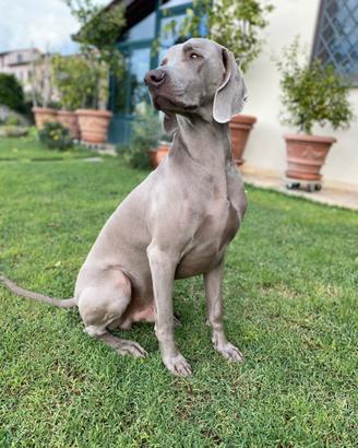 Weimaraner per monta