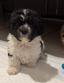 Cucciolo per vendare