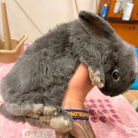 Coniglio nano ariete/coniglio testa di leone